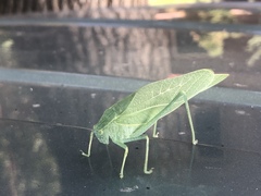 Microcentrum rhombifolium