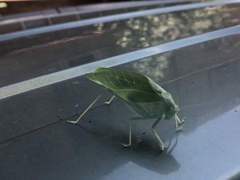 Microcentrum rhombifolium