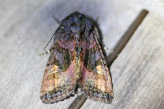 Euplexia benesimilis