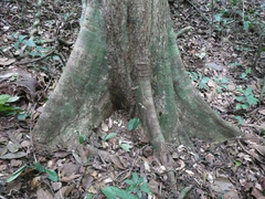 Pterygota bequaertii