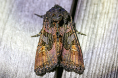 Euplexia benesimilis