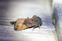 Euplexia benesimilis