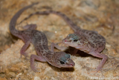 Reticulate Banded Gecko photo 2