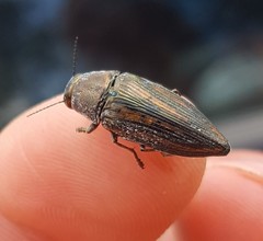Buprestis lineata