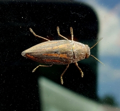 Buprestis lineata