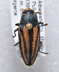 Buprestis lineata