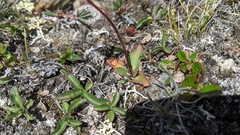 Micranthes occidentalis