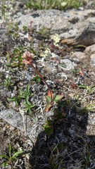 Micranthes occidentalis