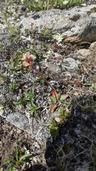 Micranthes occidentalis