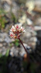 Micranthes occidentalis