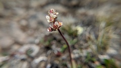 Micranthes occidentalis