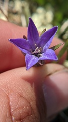 Campanula uniflora