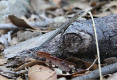 Podarcis siculus tyrrhenicus