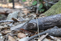 Podarcis siculus tyrrhenicus