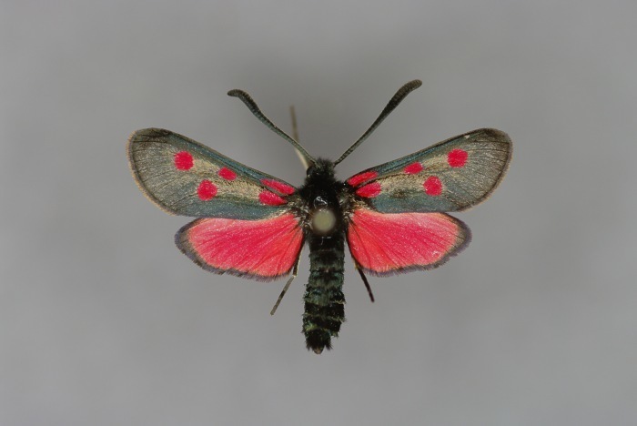 Corsican Burnet