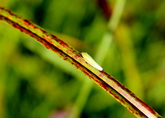 Draeculacephala angulifera