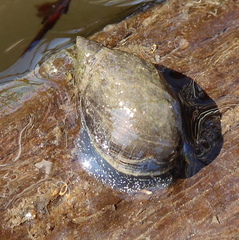 Pseudosuccinea columella