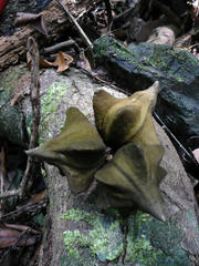 Chytranthus angustifolius