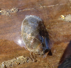 Pseudosuccinea columella