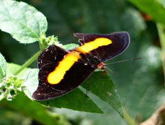 Catonephele acontius caeruleus