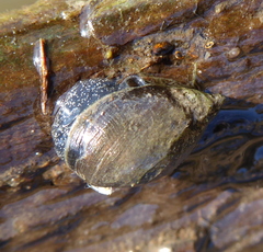Pseudosuccinea columella