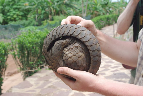 White-bellied Pangolin