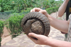 Phataginus tricuspis