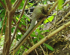 Phataginus tricuspis