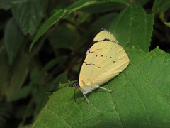 Perisama tryphena cauca