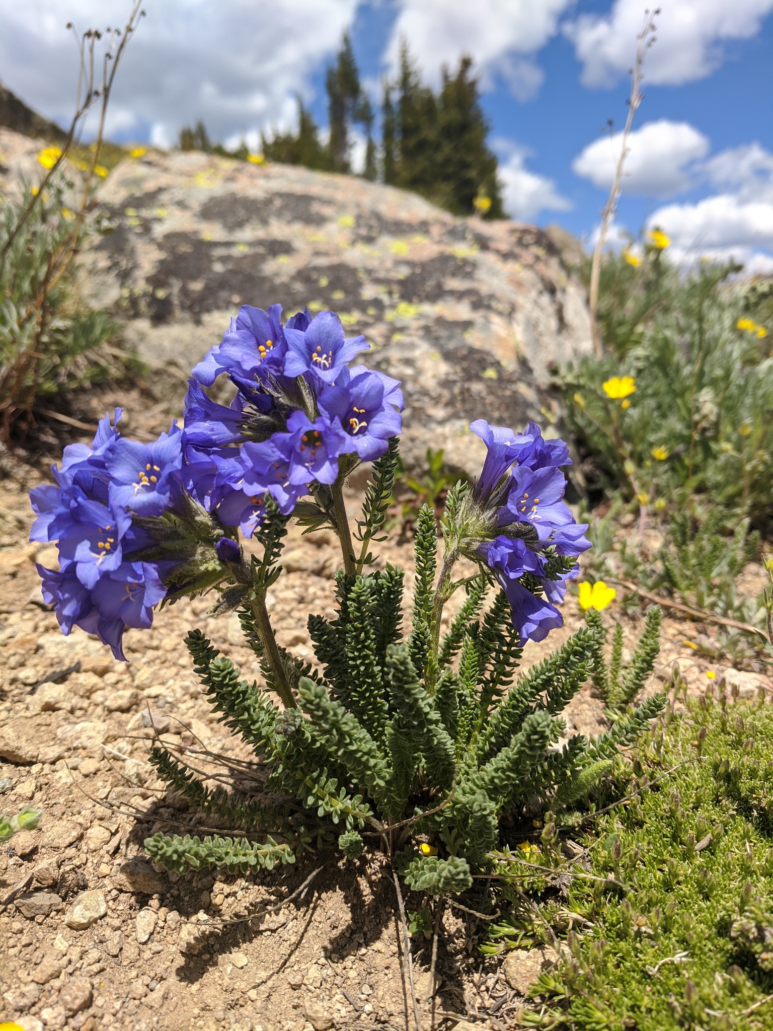 Polemonium viscosum