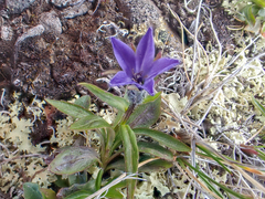 Campanula uniflora