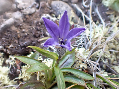Campanula uniflora