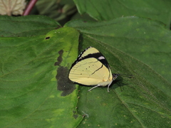 Perisama tryphena cauca