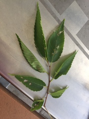 Zelkova