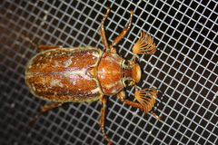 Polyphylla variolosa