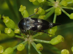 Variimorda villosa