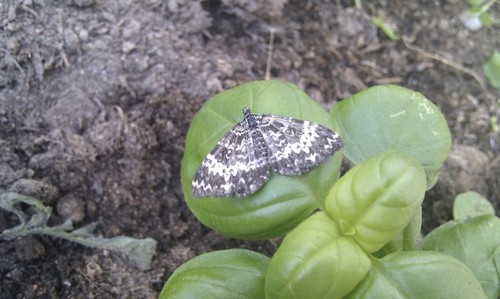 White-banded Black Moth photo 3