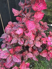 Iresine diffusa herbstii