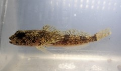 Cottus bairdii