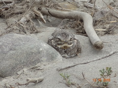 Chordeiles acutipennis