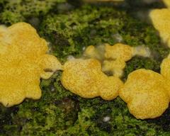 Trichoderma victoriense