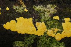 Trichoderma victoriense