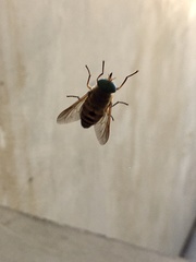 Stonemyia californica