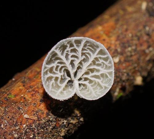 Tetrapyrgos olivaceonigra image