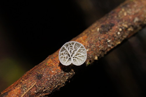 Tetrapyrgos olivaceonigra image