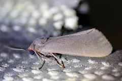 Virbia laeta