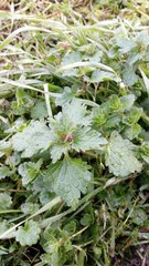 Lamium hybridum
