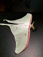 Actias selene