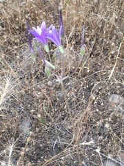 Brodiaea