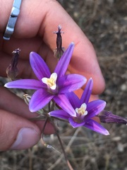 Brodiaea
